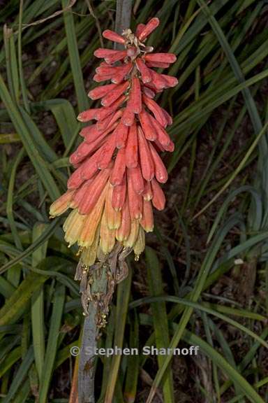 kniphofia sarmentosa 3 graphic